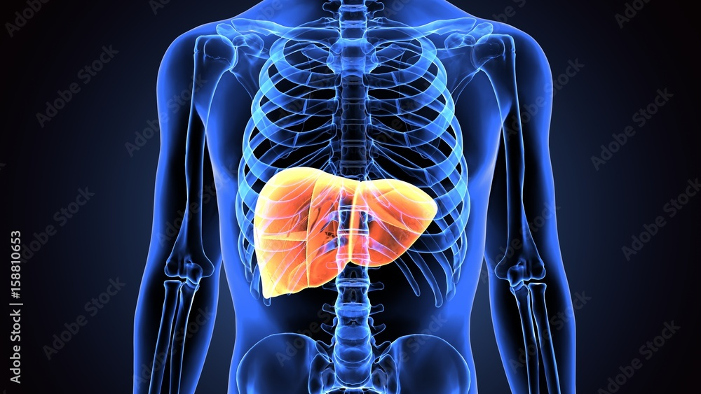 Ex situ arterial reconstruction during normothermic perfusion of the liver